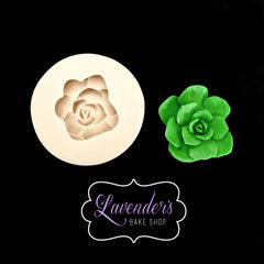 Succulent Plant