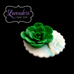 Succulent Plant