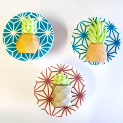 TRENDY Succulent Plants Trio