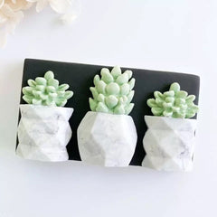 TRENDY Succulent Plants Trio