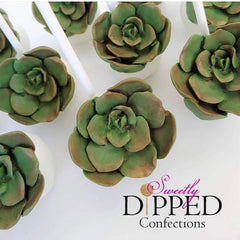 Succulent Plant