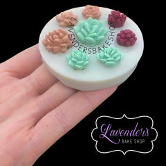 MINI Succulents Multi